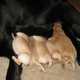 Illustration for article titled Fair warning - there will be cuteness